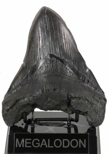Huge, Fossil Megalodon Tooth #56829